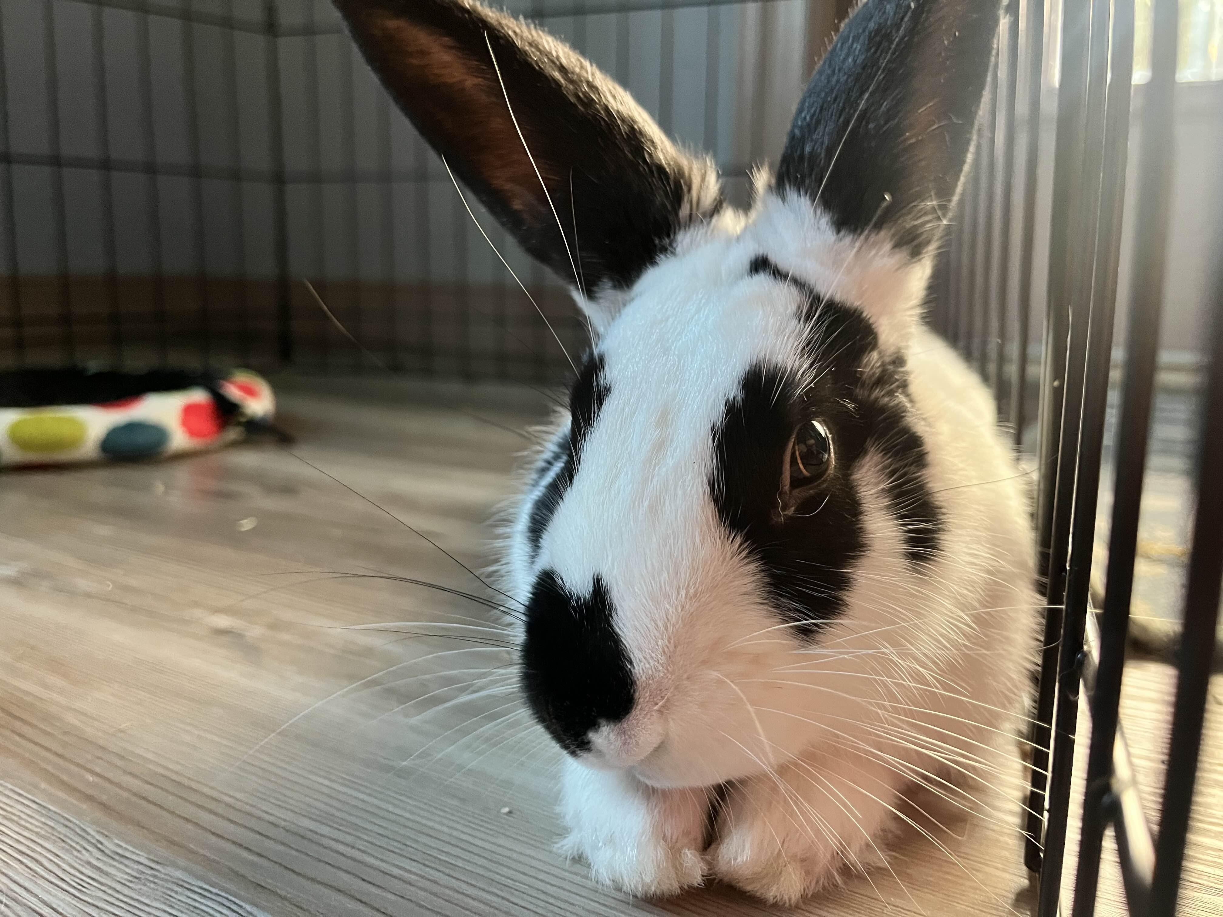 Enlarge Pear, an adoptable Bunny Rabbit in Canal Fulton, OH image 2/4