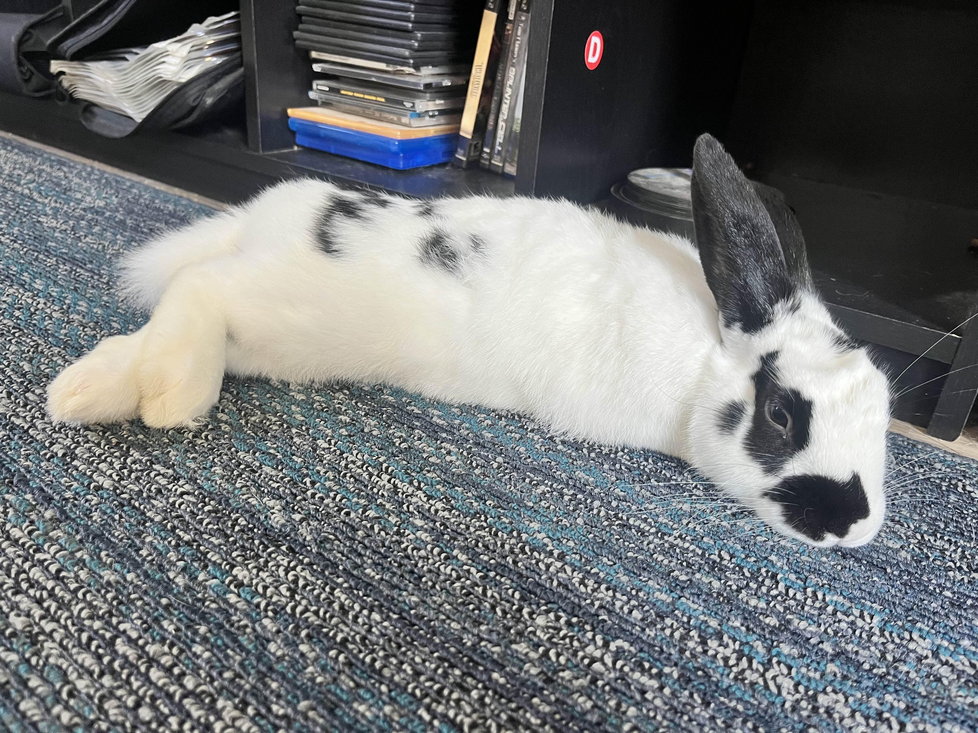 Enlarge Pear, an adoptable Bunny Rabbit in Canal Fulton, OH image 4/4