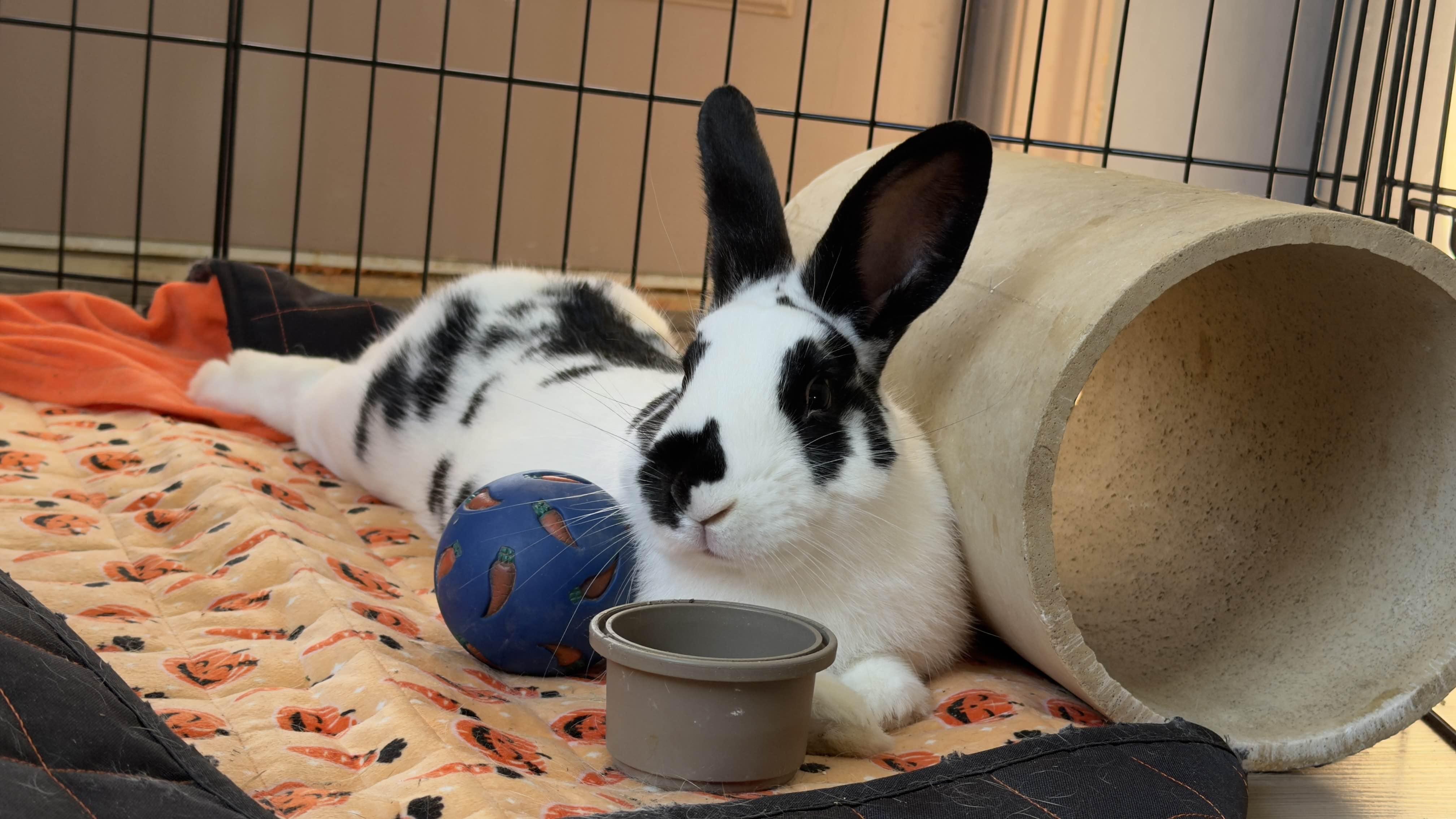 Enlarge Pear, an adoptable Bunny Rabbit in Canal Fulton, OH image 1/4