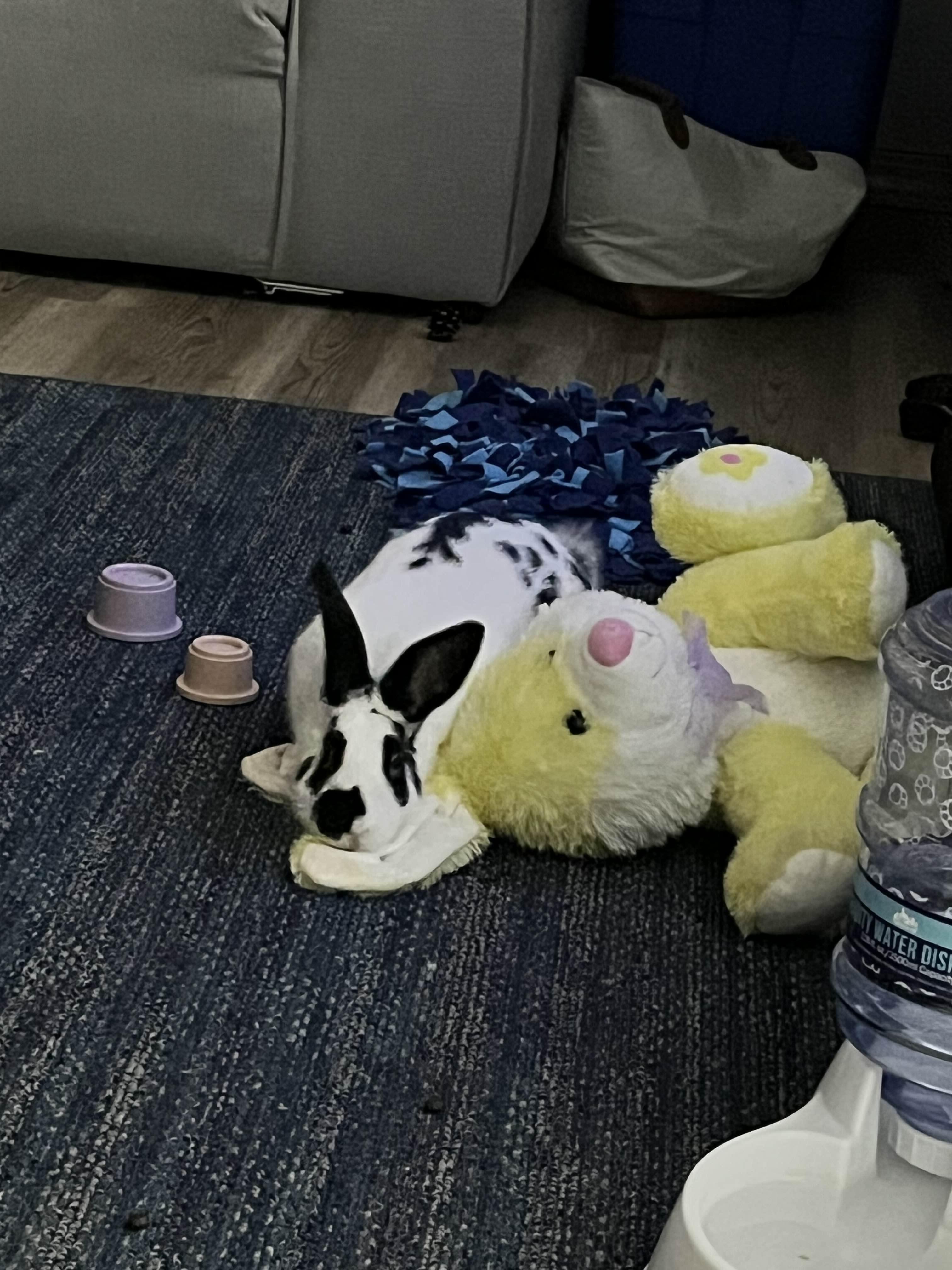 Enlarge Pear, an adoptable Bunny Rabbit in Canal Fulton, OH image 3/4