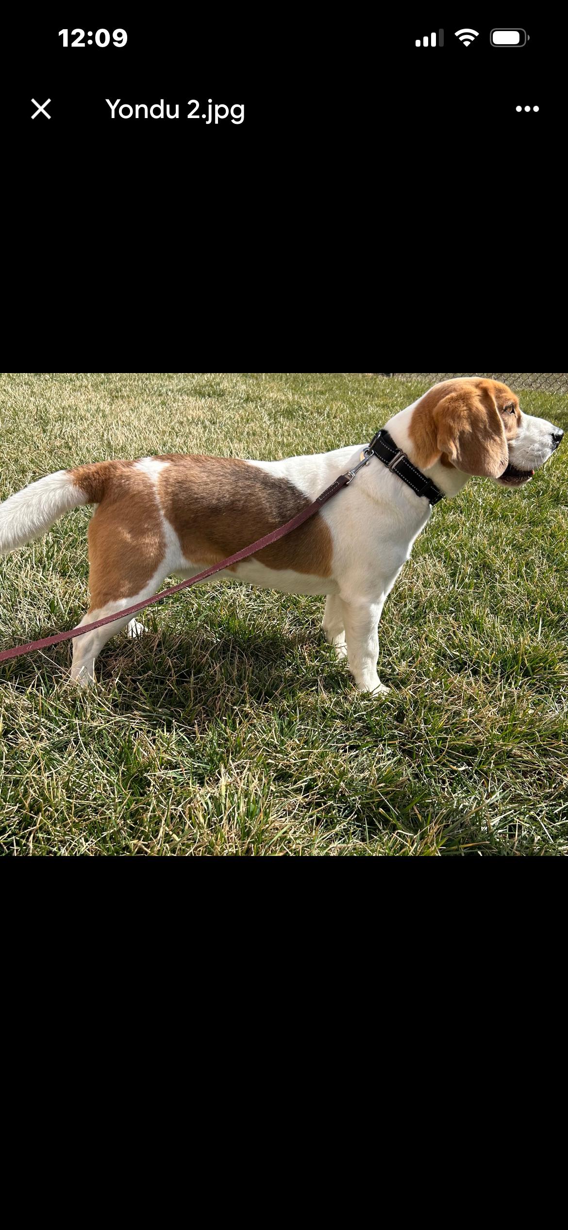 Enlarge Yondu, a ADOPTABLE Beagle in Saint Louis, MO image 1/2