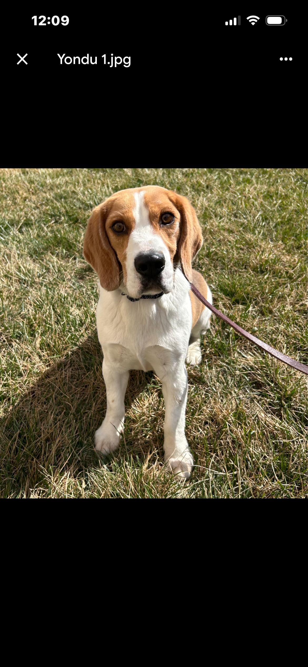 Enlarge Yondu, a ADOPTABLE Beagle in Saint Louis, MO image 2/2