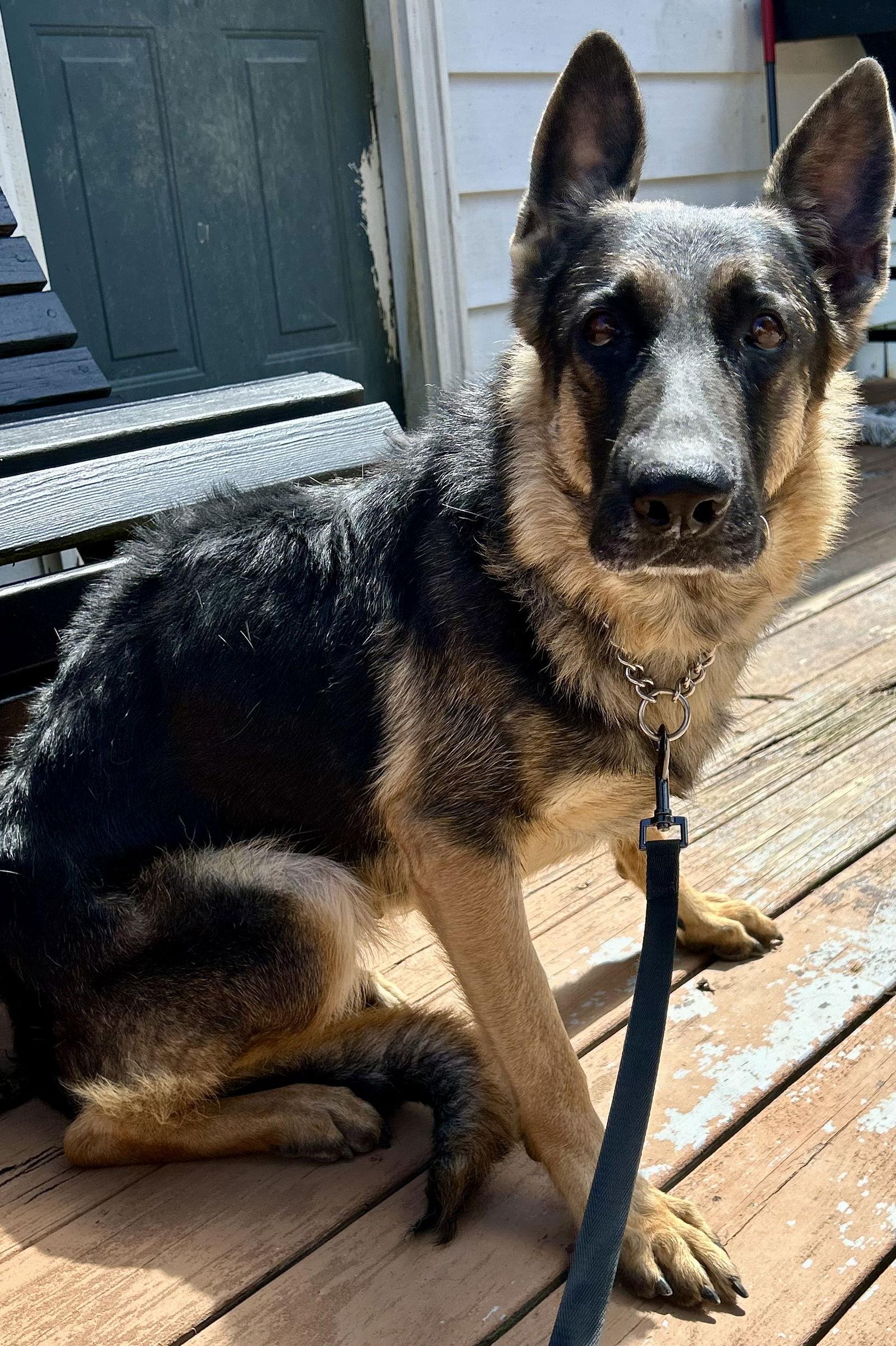 Enlarge Onyx, a Adoptable German Shepherd Dog in New Albany, OH image 1/3