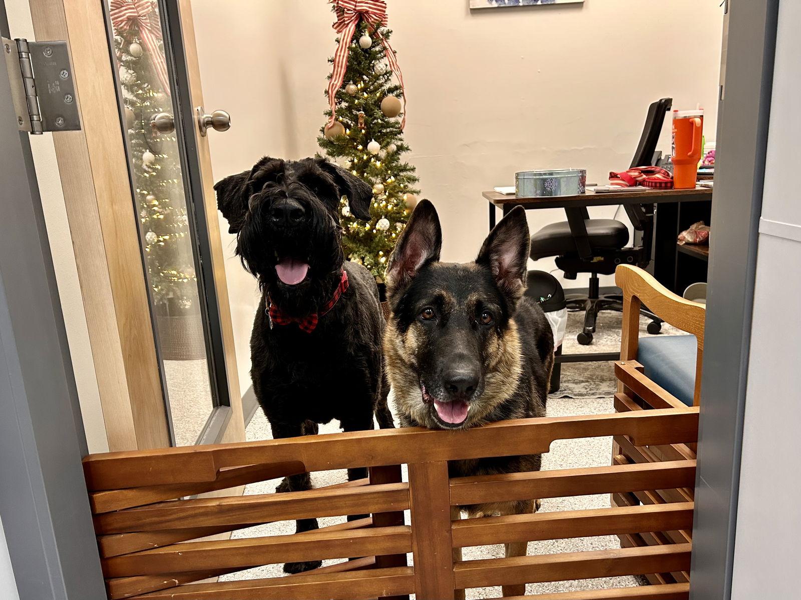 Enlarge Onyx, a Adoptable German Shepherd Dog in New Albany, OH image 2/3