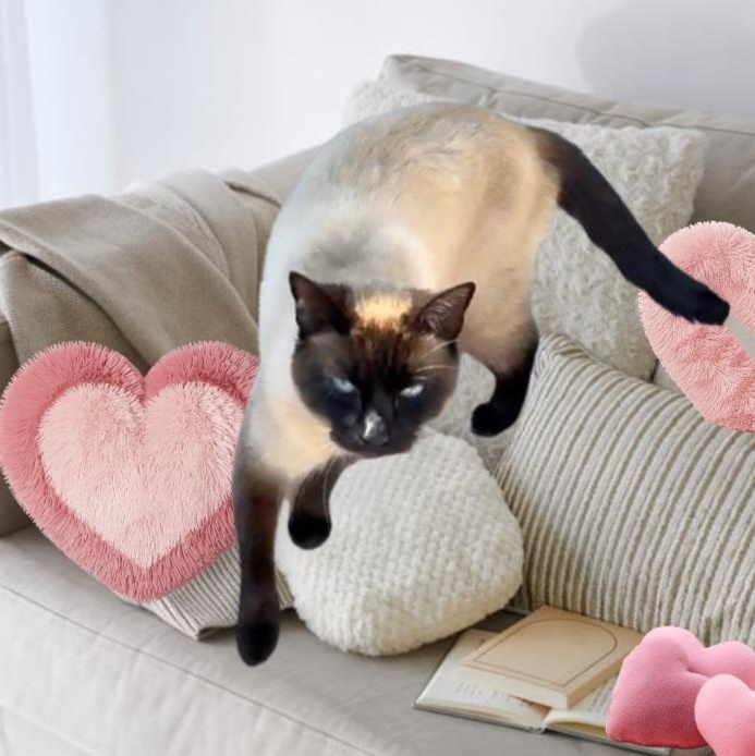 Lily, an adoptable Siamese in HUNTINGTON BEACH, CA image 3/3