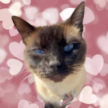 Lily, an adoptable Siamese in HUNTINGTON BEACH, CA image 2/3