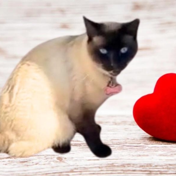 Lily, an adoptable Siamese in HUNTINGTON BEACH, CA image 1/3