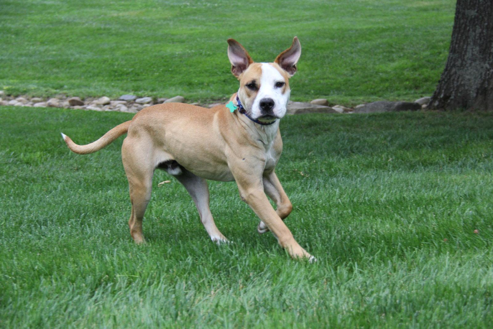 Ramos, a Adoptable Pit Bull Terrier in Charlotte, NC image 2/3