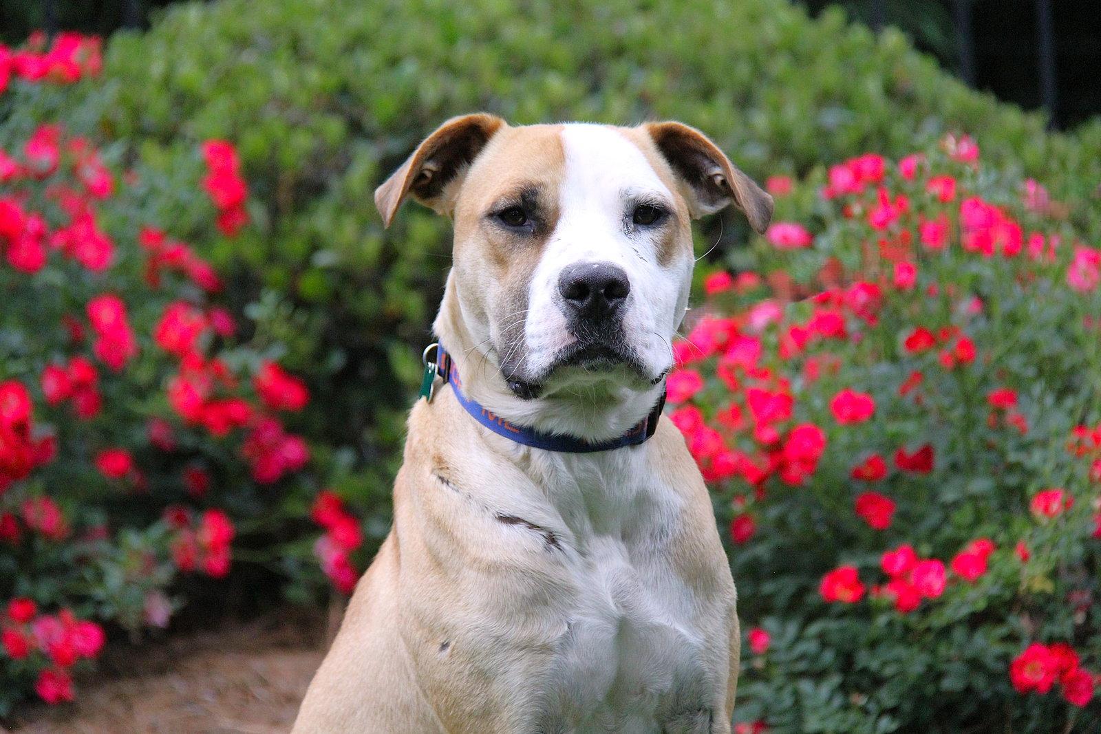 Ramos, Adoptable, Adult Male Pit Bull Terrier.