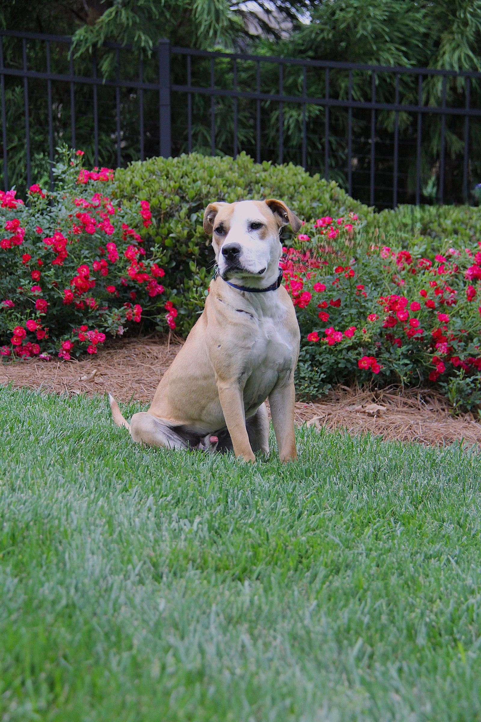 Ramos, a Adoptable Pit Bull Terrier in Charlotte, NC image 3/3