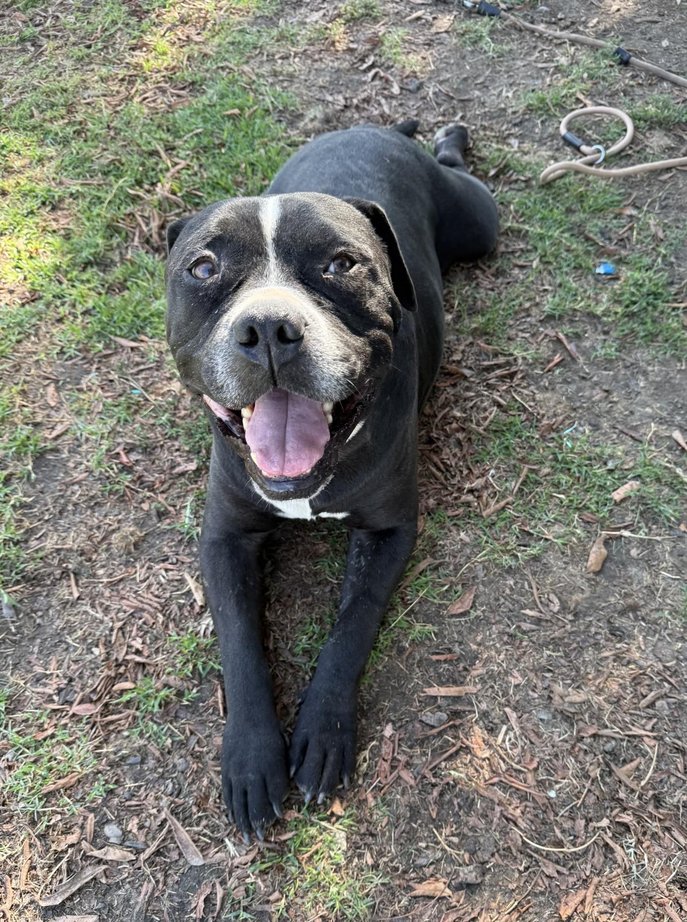 Dada **Courtesy Post. Out of town pet. See below for details**