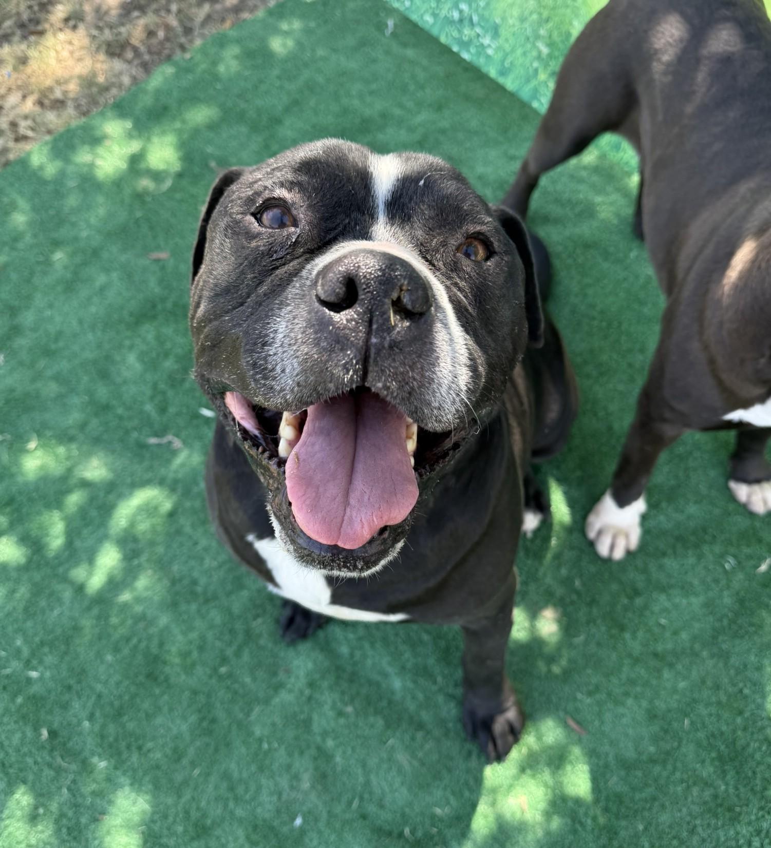 Dada **Courtesy Post. Out of town pet. See below for details**