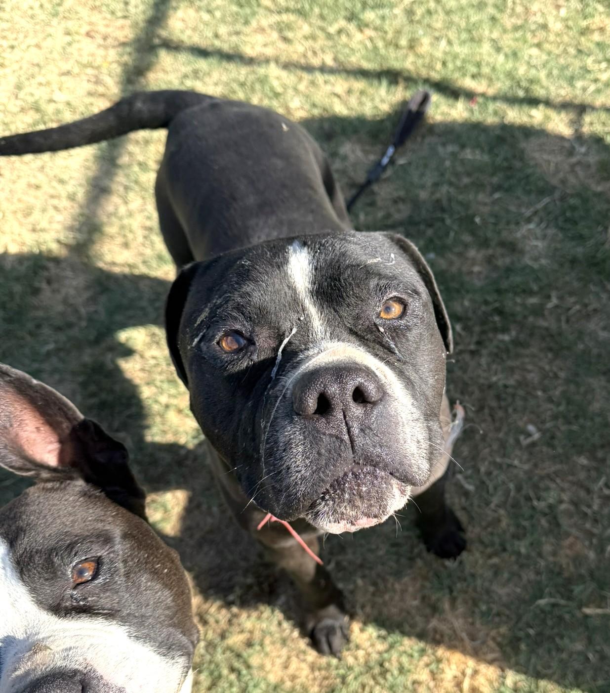 Dada **Courtesy Post. Out of town pet. See below for details**