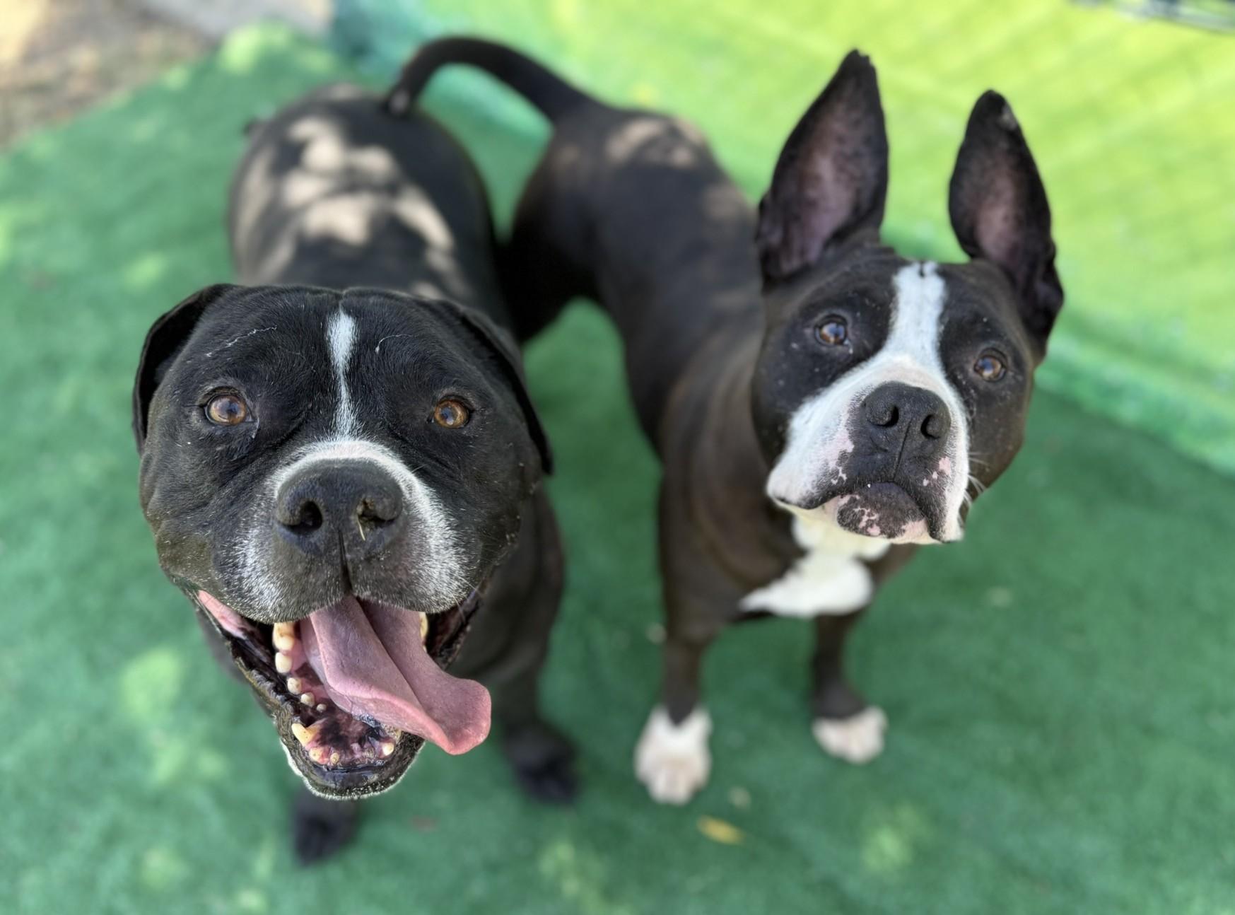 Dada **Courtesy Post. Out of town pet. See below for details**