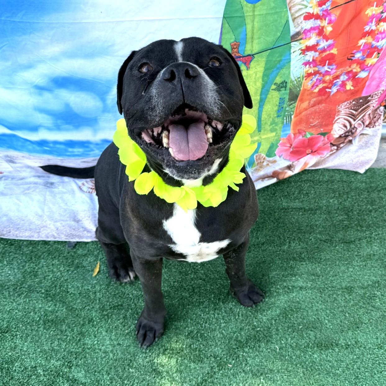 Dada **Courtesy Post. Out of town pet. See below for details**