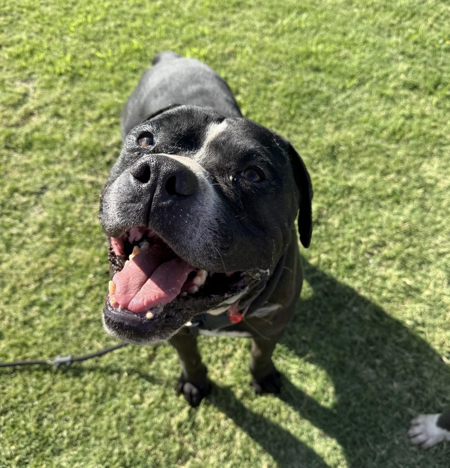 Dada **Courtesy Post. Out of town pet. See below for details**