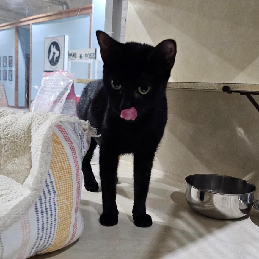 Bonnie, Adoptable, Young Female Domestic Short Hair.