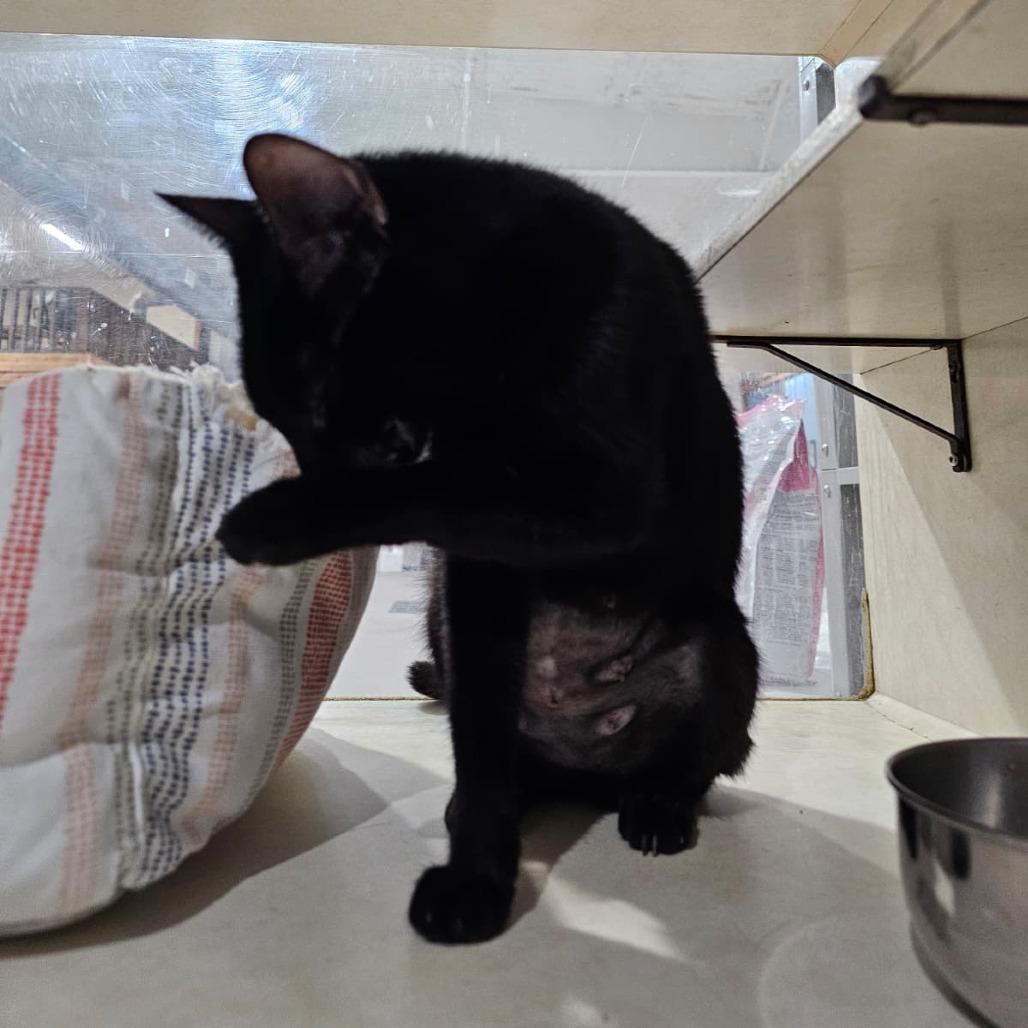 Enlarge Bonnie, a Adoptable Domestic Short Hair in Harlingen, TX image 2/4