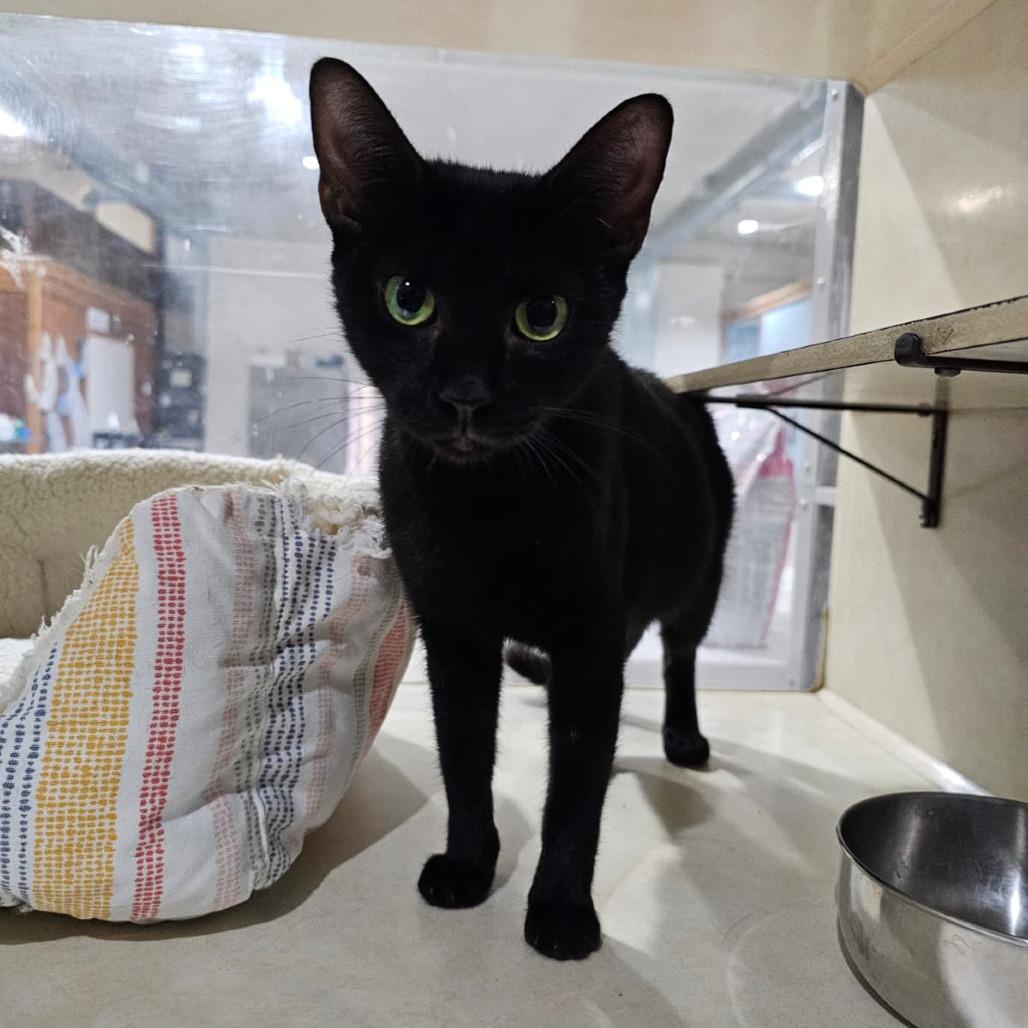 Enlarge Bonnie, a Adoptable Domestic Short Hair in Harlingen, TX image 3/4