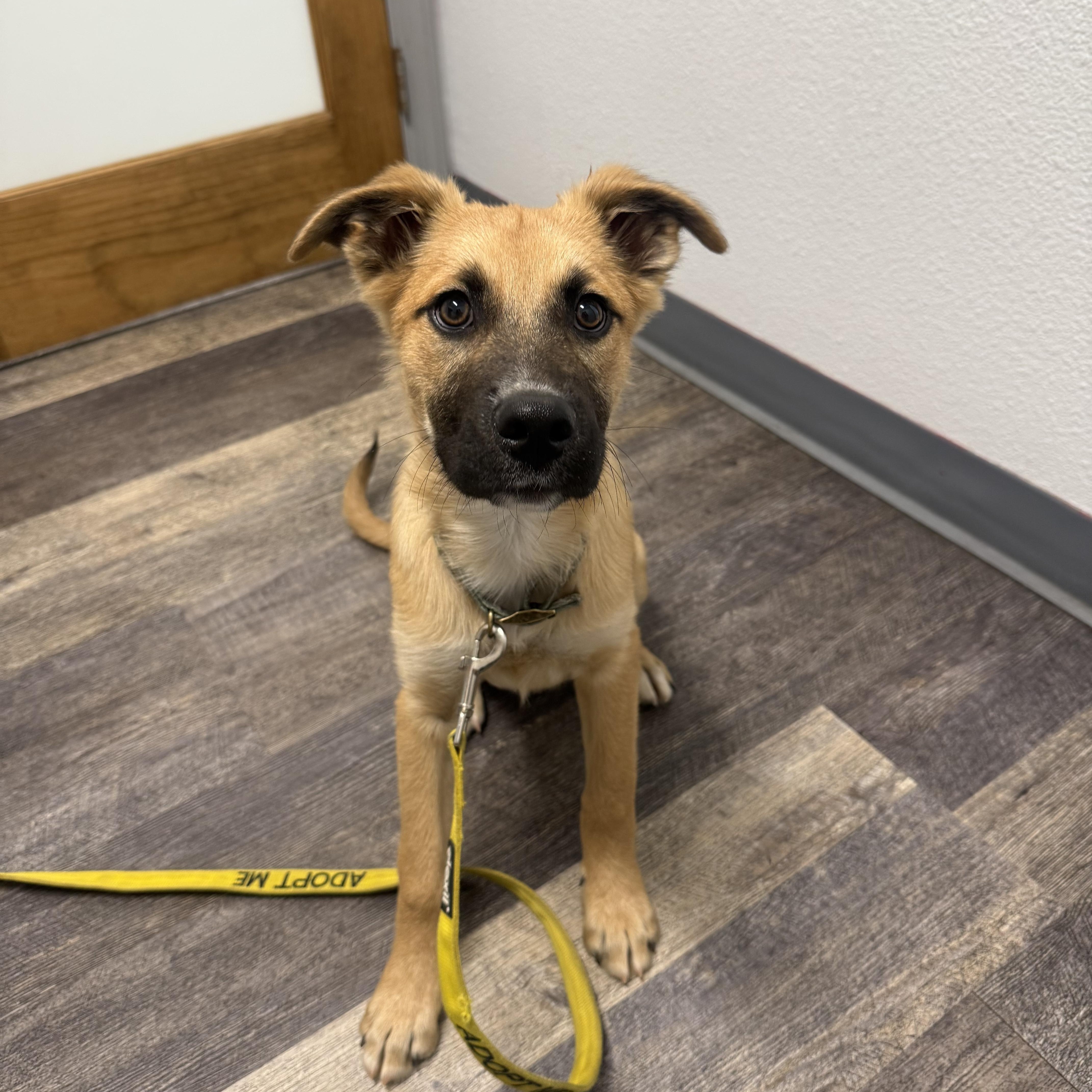 Santorini, ADOPTABLE, Young Male Australian Cattle Dog / Blue Heeler & Labrador Retriever.