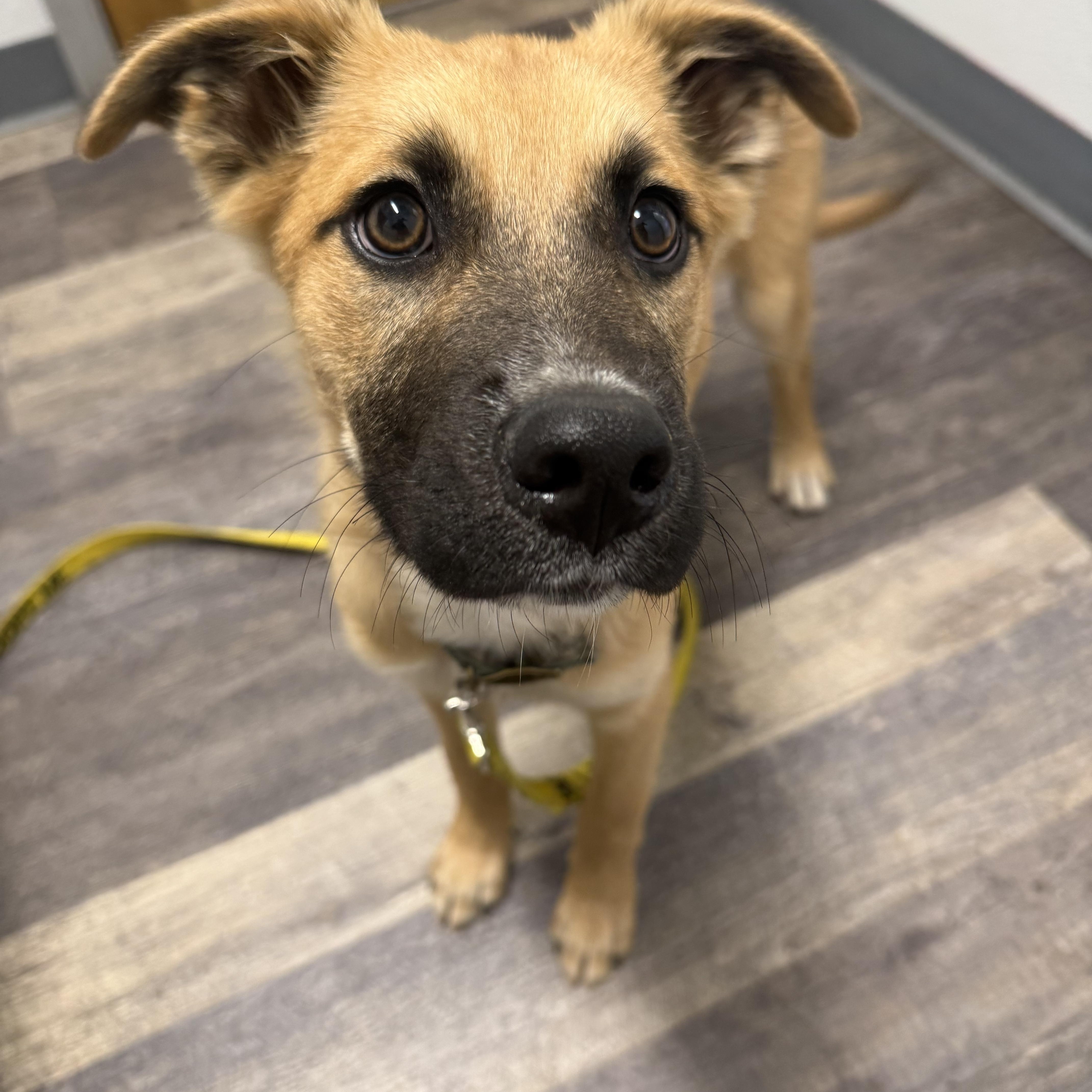 Santorini, a ADOPTABLE mixed breed in San Diego, CA image 3/4