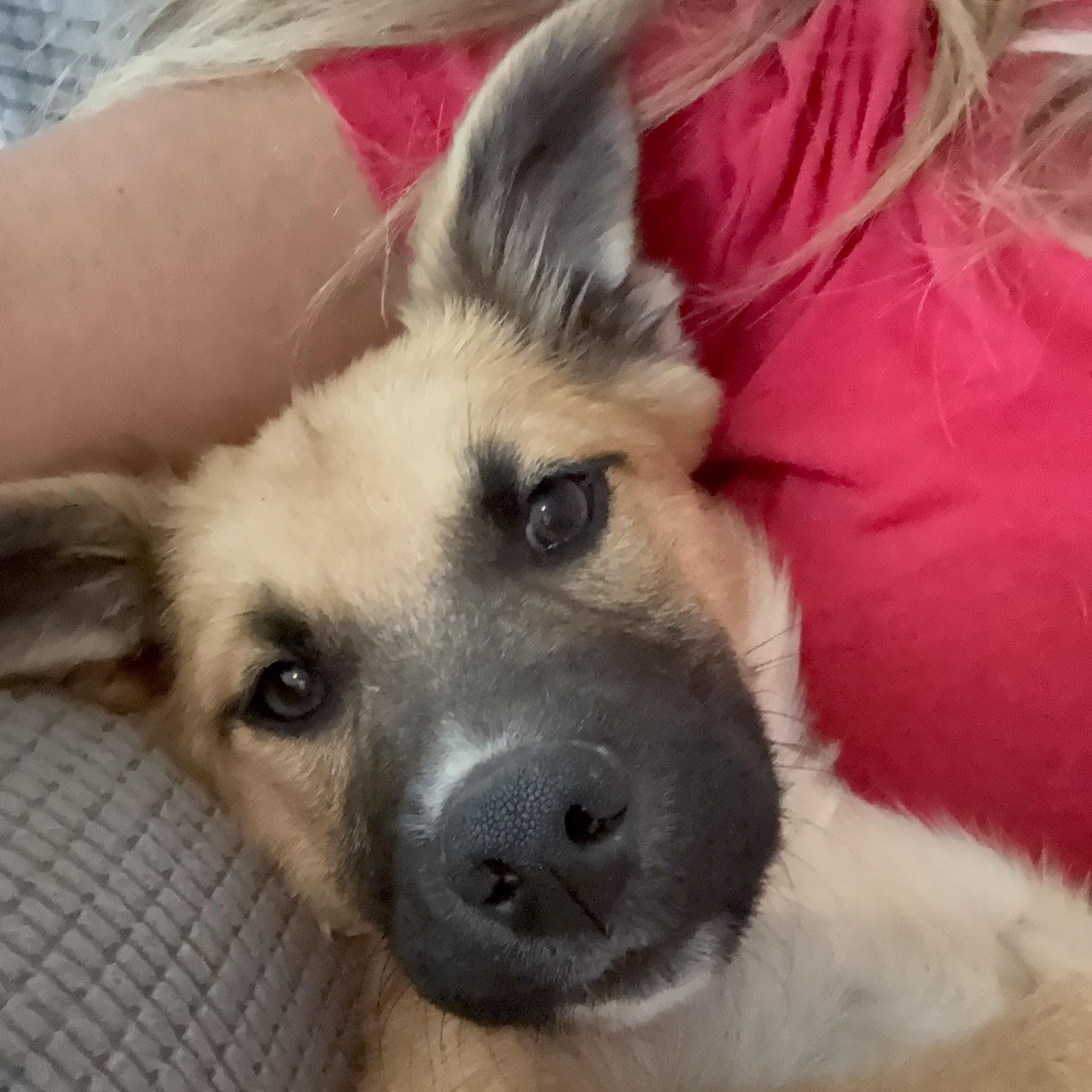 Santorini, a ADOPTABLE mixed breed in San Diego, CA image 4/4