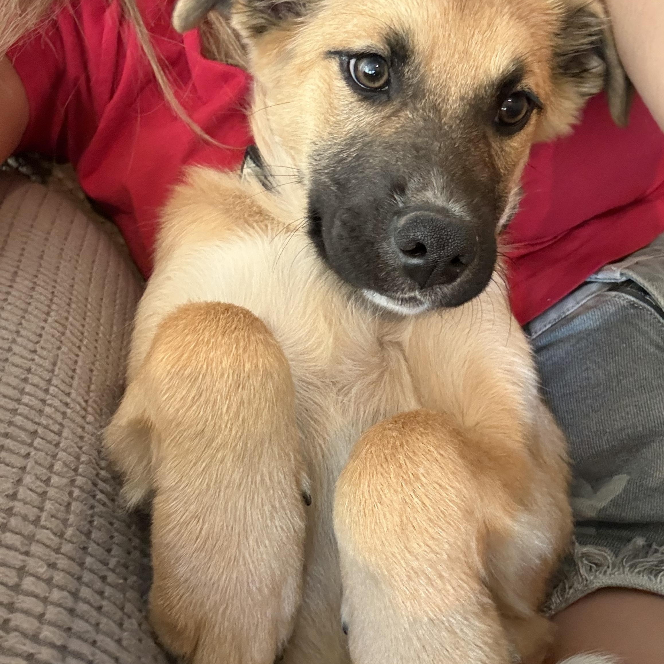 Santorini, a ADOPTABLE mixed breed in San Diego, CA image 2/4