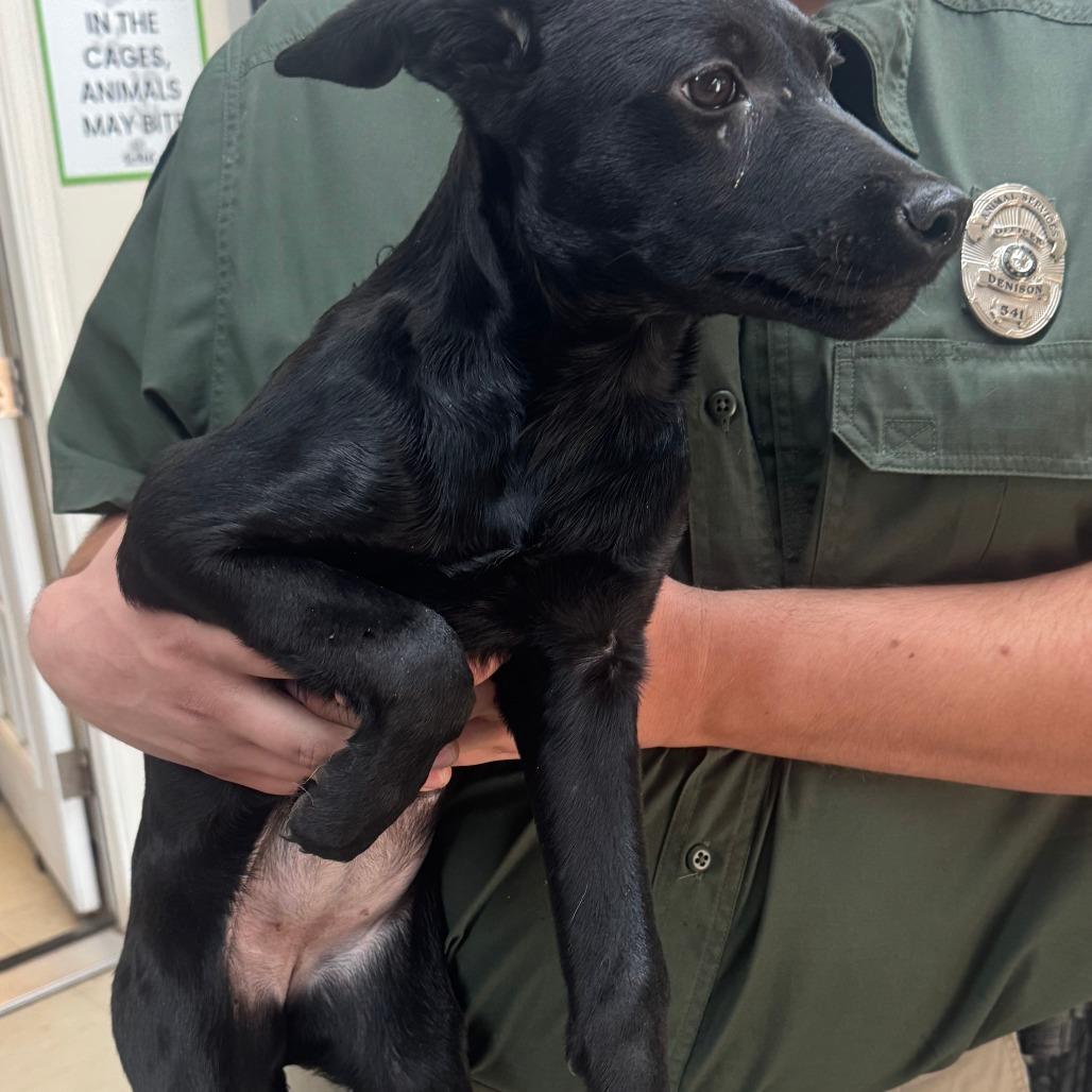 Whitney, Adoptable, Puppy Female Black Labrador Retriever.