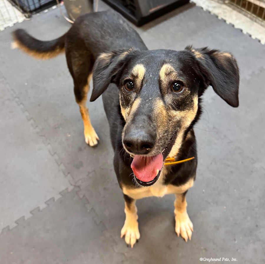 Africa, Adopted, Adult Female Saluki & Canaan Dog.