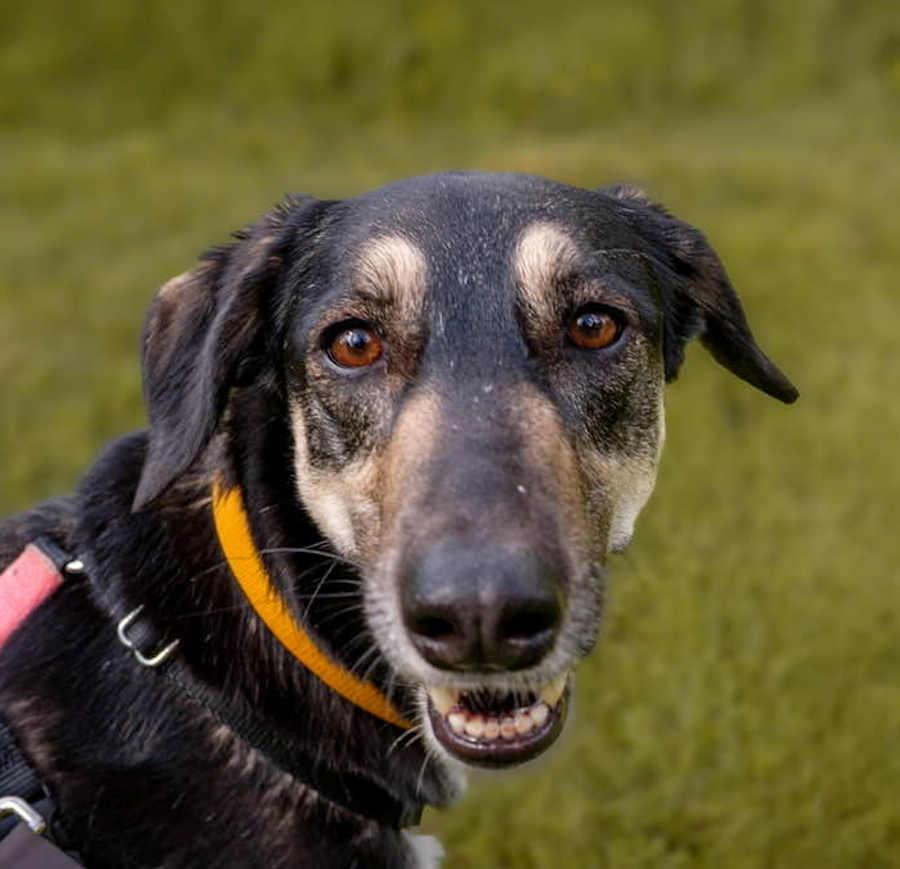 Enlarge Africa, a Adopted mixed breed in Woodinville, WA image 2/3