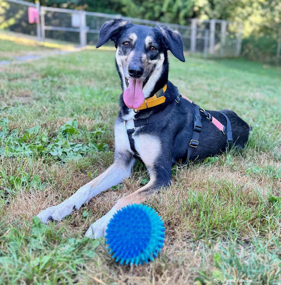 Enlarge Africa, a Adopted mixed breed in Woodinville, WA image 3/3