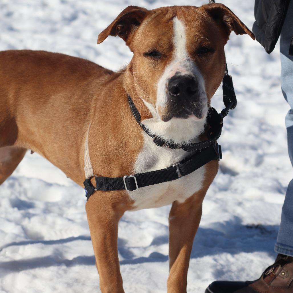 Gabrielle, Adoptable, Adult Female Mixed Breed.