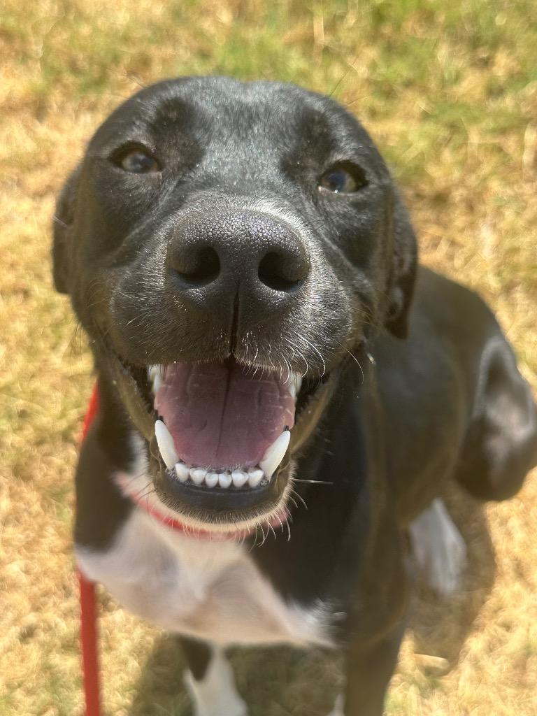 Enlarge Angel, a Adoptable mixed breed in Newcastle, OK image 1/3