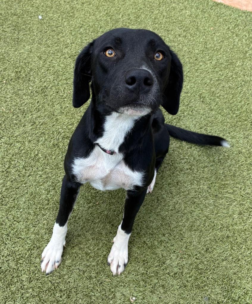 Enlarge Angel, a Adoptable mixed breed in Newcastle, OK image 2/3