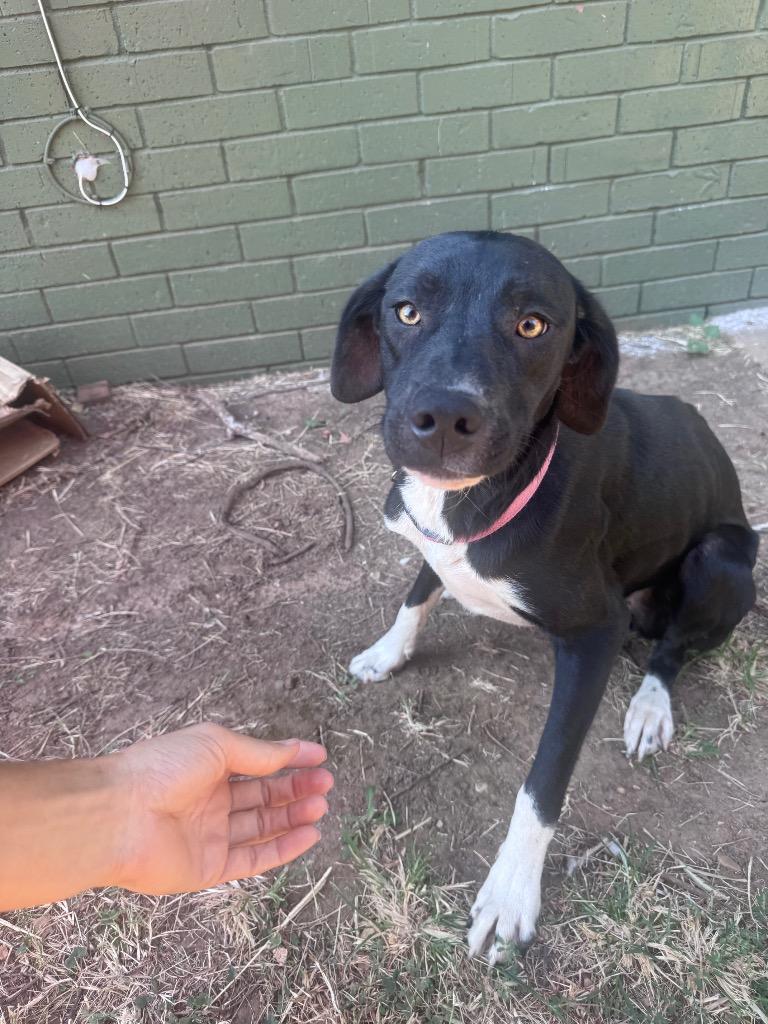 Enlarge Angel, a Adoptable mixed breed in Newcastle, OK image 3/3
