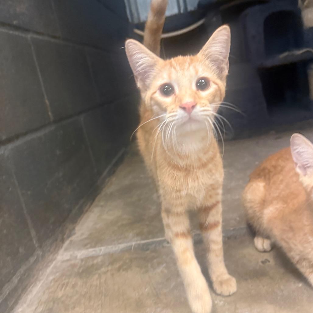 Enlarge Pegasus, a Adoptable American Shorthair in Collinsville , OK image 1/2