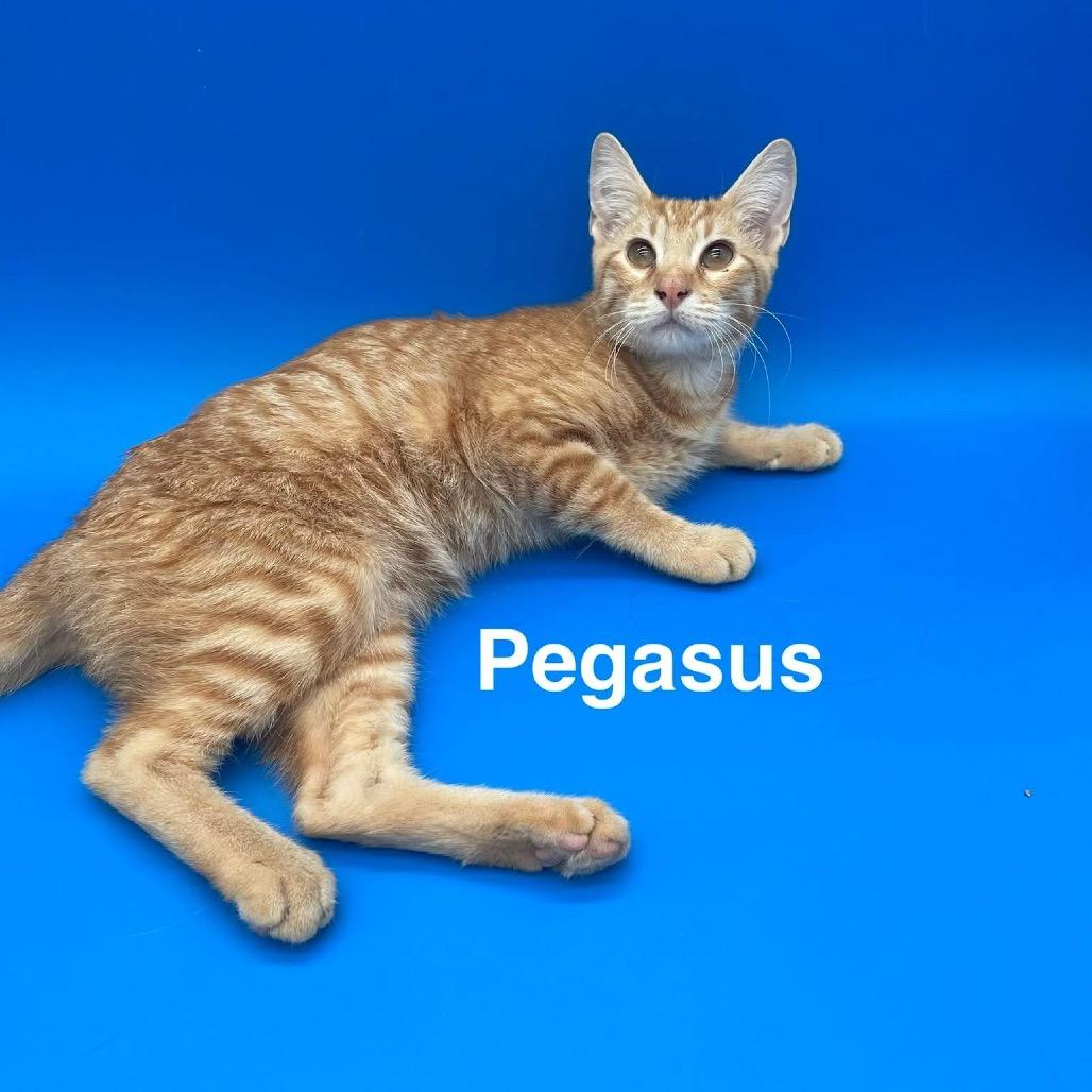 Enlarge Pegasus, a Adoptable American Shorthair in Collinsville , OK image 2/2