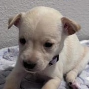 Simone — thumbnail 4