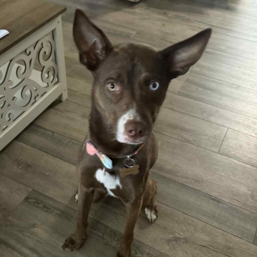 Enlarge Kira, a Adoptable mixed breed in Boone, IA image 1/1