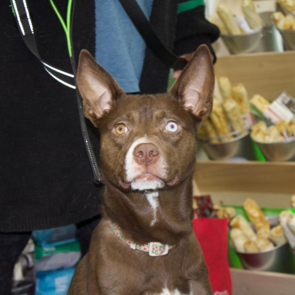 Enlarge Kira, a Adoptable mixed breed in Boone, IA image 2/3