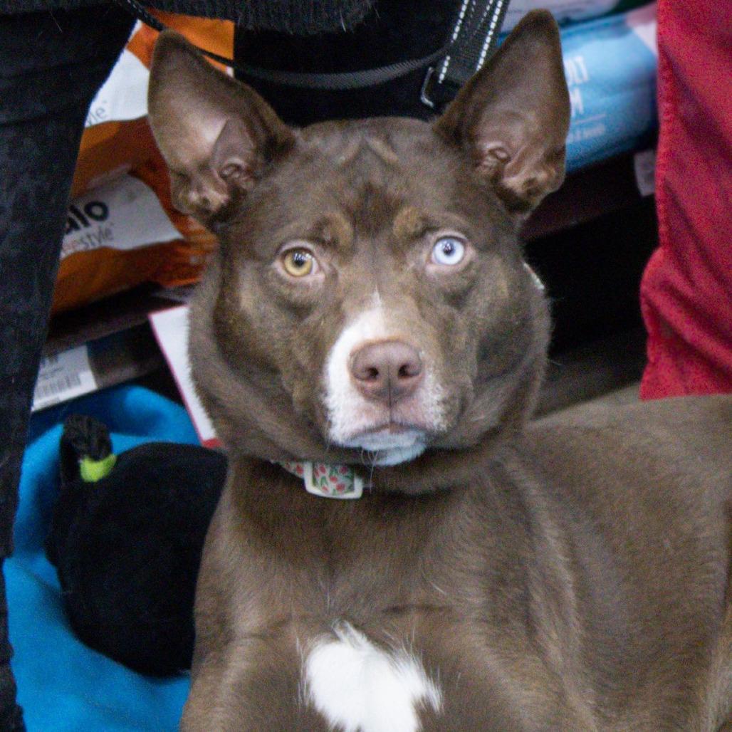 Enlarge Kira, a Adoptable mixed breed in Boone, IA image 3/3