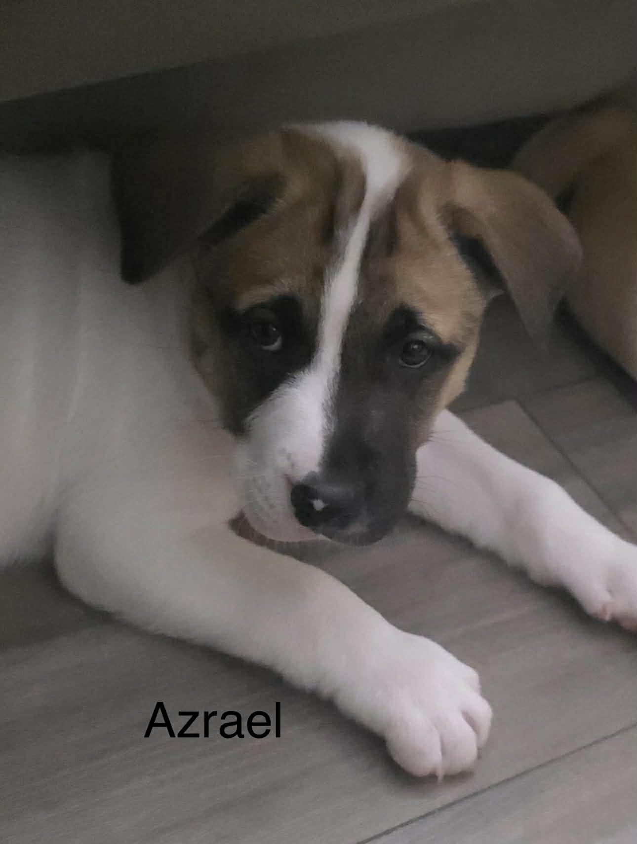 Enlarge Azrael, an adopted mixed breed in Crown Point, IN image 2/4
