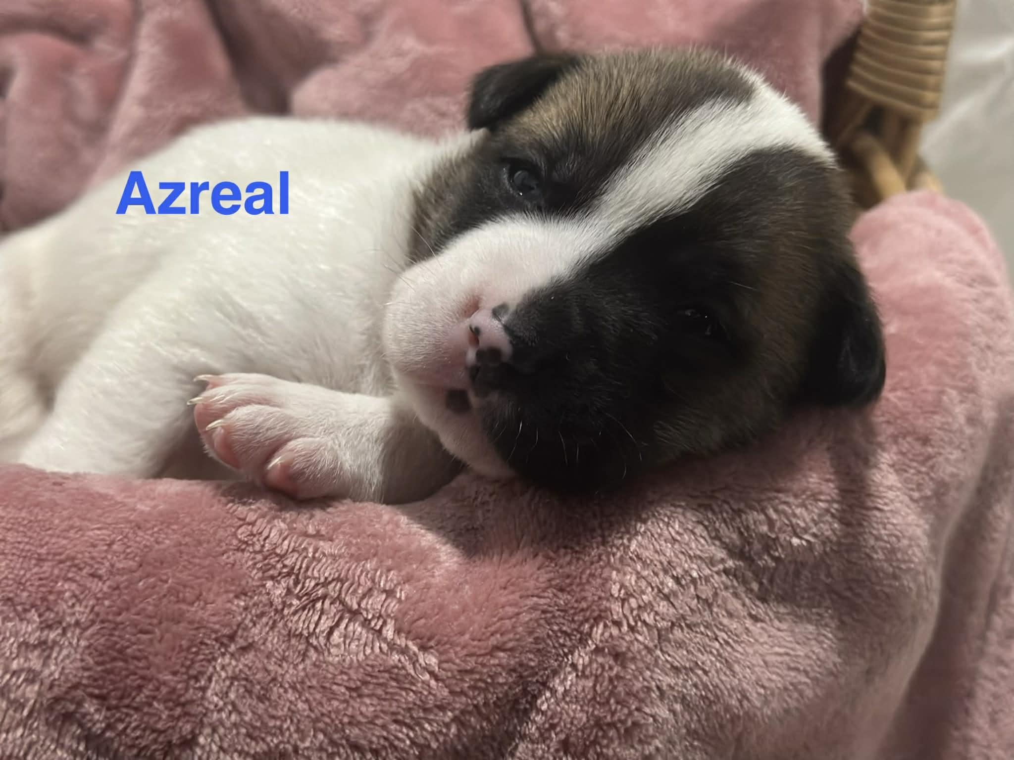 Enlarge Azrael, an adopted mixed breed in Crown Point, IN image 4/4