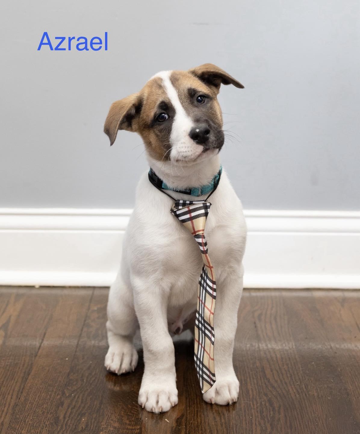 Enlarge Azrael, an adopted mixed breed in Crown Point, IN image 1/4