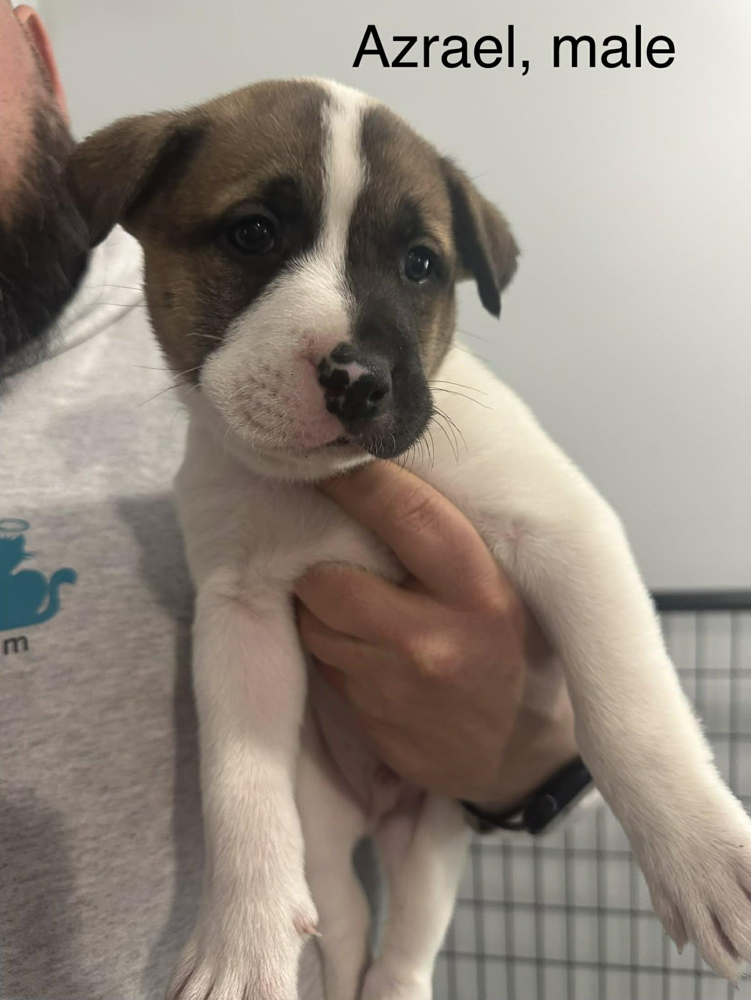 Enlarge Azrael, an adopted mixed breed in Crown Point, IN image 3/4