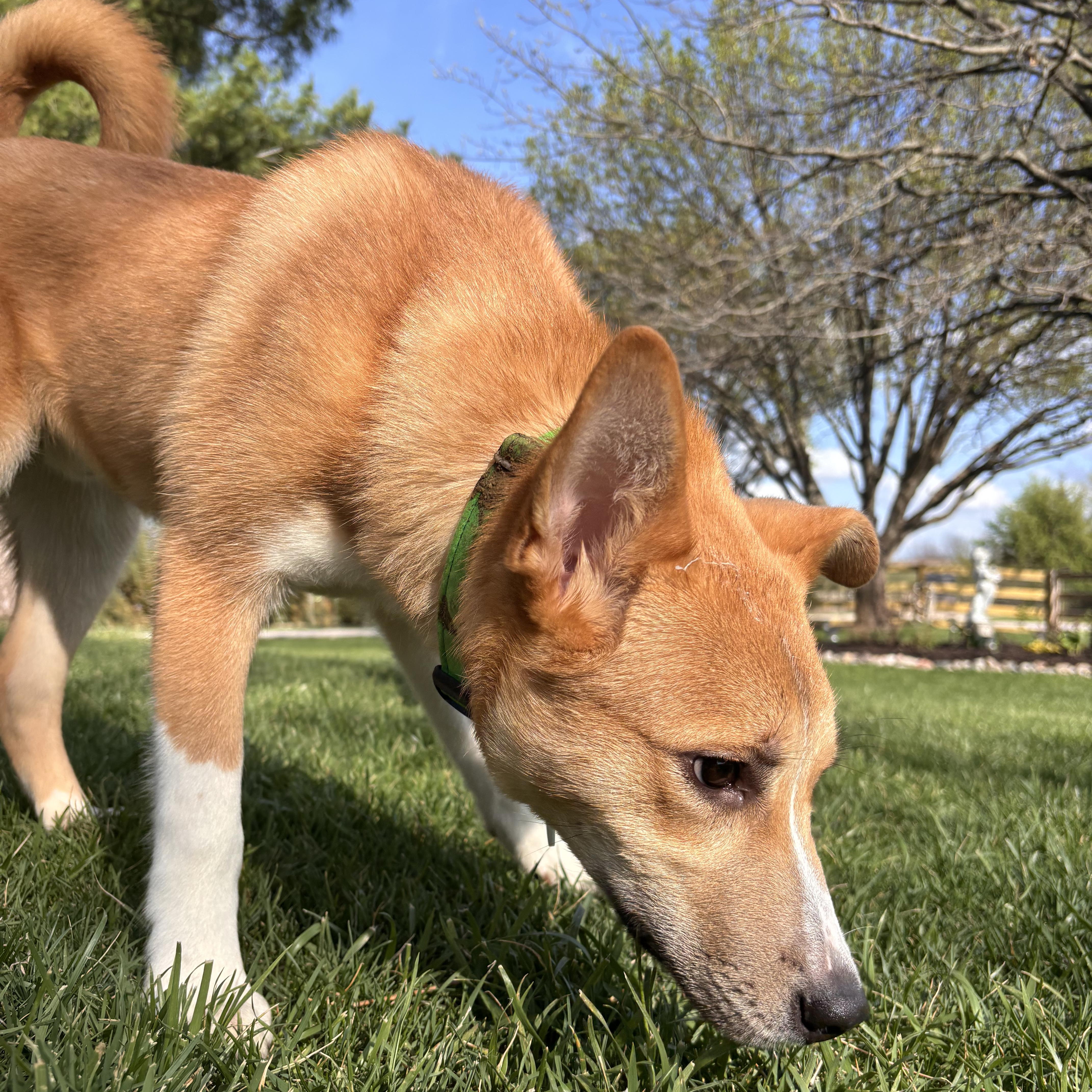 Caleb, a Adoptable mixed breed in Louisburg, KS image 2/6