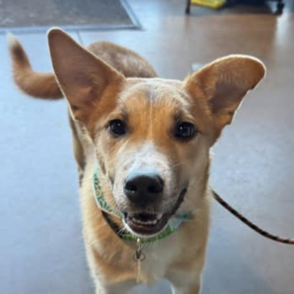 Caleb, a Adoptable mixed breed in Louisburg, KS image 5/6