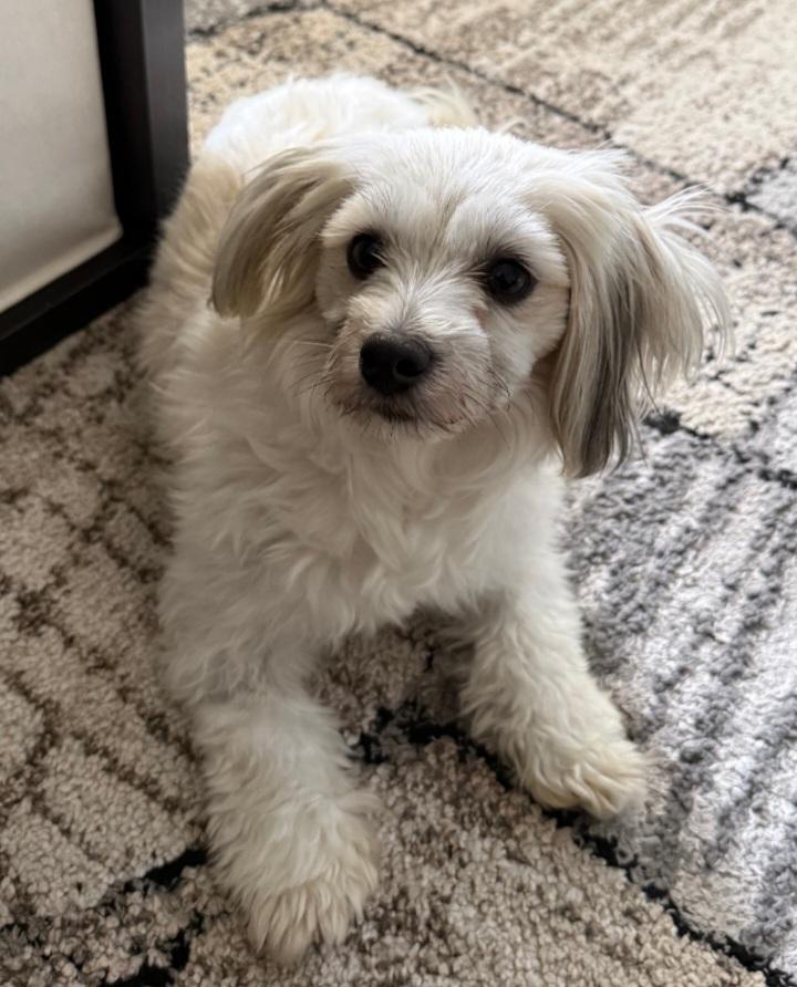 Wynnie Mae, ADOPTABLE, Adult Female Coton de Tulear.