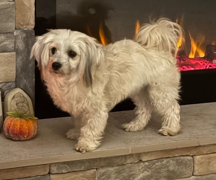 Enlarge Wynnie Mae, a ADOPTABLE Coton de Tulear in Maumee, OH image 3/3