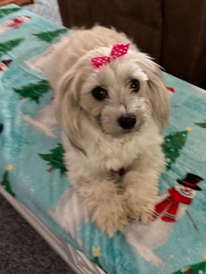 Enlarge Wynnie Mae, a ADOPTABLE Coton de Tulear in Maumee, OH image 2/3